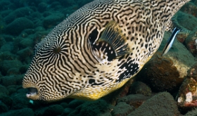 Bali 2016 - Map Puffer - Poisson coffre griffonne - Arothron mappa - IMG_5854_rc